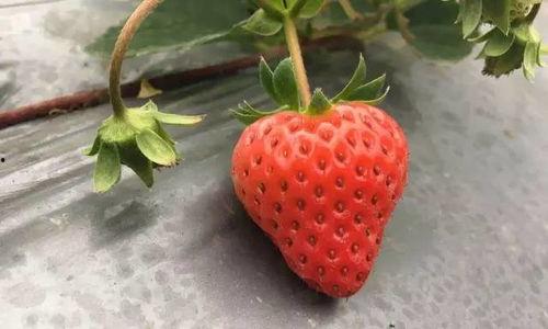 草莓国产在线,品味本土鲜甜，共筑绿色食尚  第2张